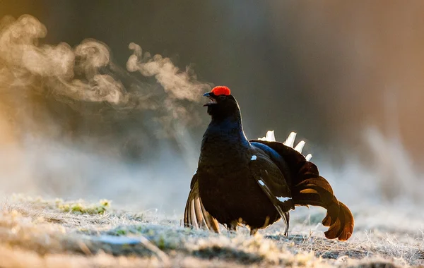 Kara Orman Tavuğu (tetrao tetrix) — Stok fotoğraf