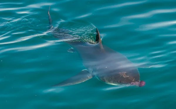 Witte haai (Carcharodon carcharias) — Stockfoto