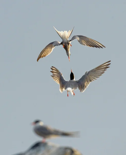 Dançando par de terns comuns (Sterna hirundo ) — Fotografia de Stock