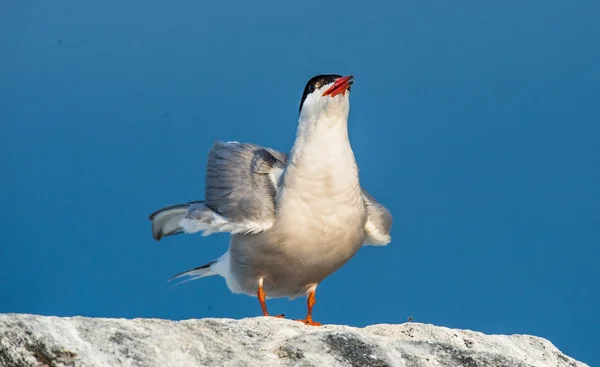 Fisktärna (Sterna hirundo) — Stockfoto