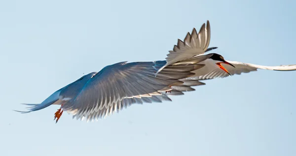 Tern flyger hålla en näbb en svans av andra tärna. — Stockfoto