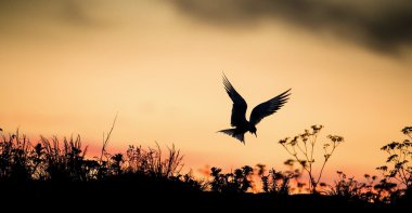 Kırmızı günbatımı gökyüzü üzerinde ortak kırlangıçlar silüeti. Bayağı sumru (Sterna hirundo). gün batımı çim zemin üzerine uçuşta. Sunrise arka ışık seabird sumru ailesinin kuş türü