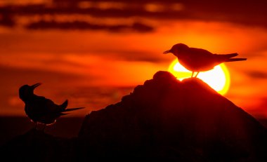 Silhouette of Common Terns clipart