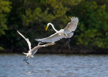 Mücadele büyük sorguçlar (Ardea alba).