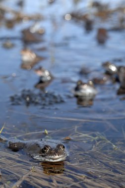 Birleşme ortak kurbağaların