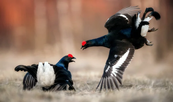 Fighting lekking black grouses — Stock Photo, Image