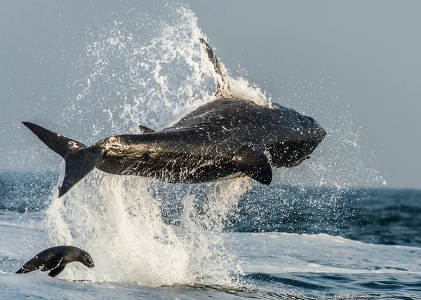 Grande tubarão branco (Carcharodon carcharias ) — Fotografia de Stock