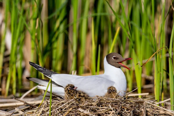 De Kokmeeuw (larus ridibundus) en baby vogels in het nest — Stockfoto