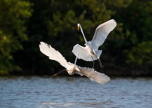 The fighting great egrets (Ardea alba). — Stock Photo, Image