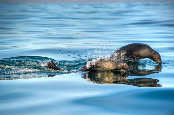 Jumping Cape fur seals — Stockfoto