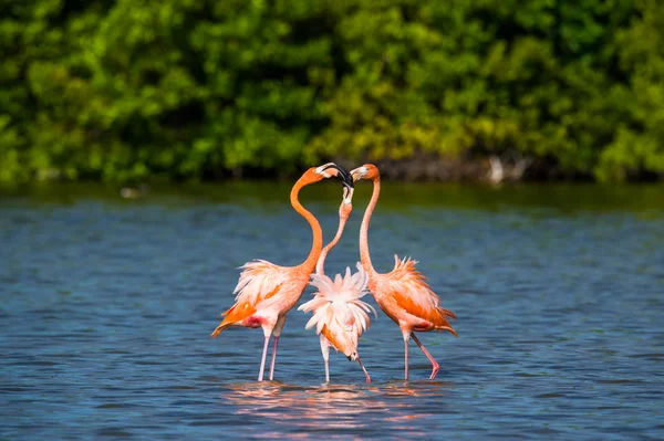 Mating dance Caribbean flamingos — Stock Photo, Image