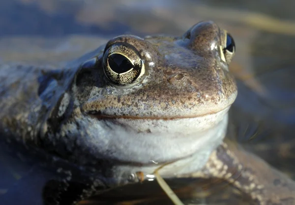 Copulation of The common frog — Stock Photo, Image
