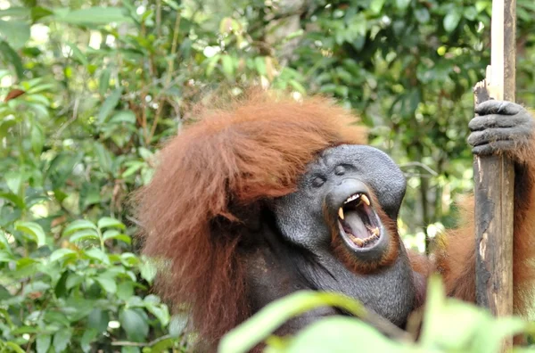 Das erwachsene Männchen des Orang-Utans — Stockfoto