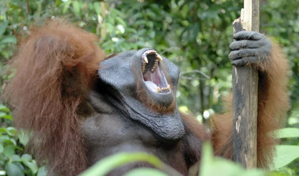 Das erwachsene Männchen des Orang-Utans — Stockfoto