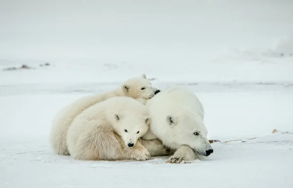 Polar hon-Björn med bear cubs. Stockfoto
