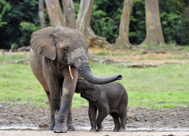 Fil yavru bir fil inek Afrika orman fili, Loxodonta africana cyclotis sütle beslenen.