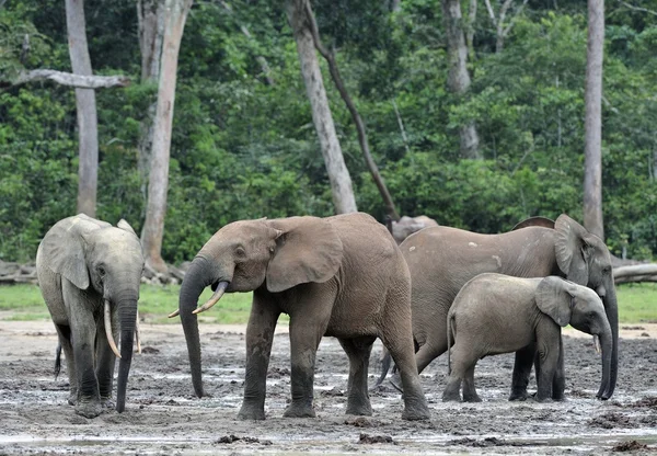 El elefante del bosque africano. (Loxodonta cyclotis) (elefante silvestre) de la cuenca del Congo . —  Fotos de Stock