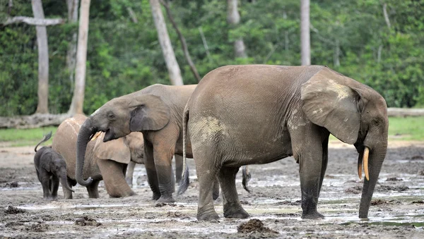 De Afrikaanse bos olifant. (Loxodonta cyclotis) (forest woning olifant) van het Congobekken. — Stockfoto