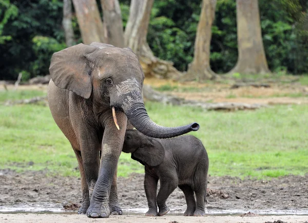 El ternero elefante se alimenta con leche de una vaca elefante El elefante de la Selva Africana, Loxodonta africana cyclotis . — Foto de Stock