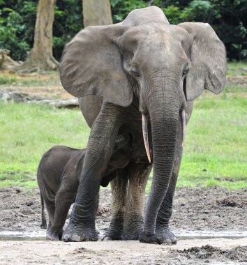 Fil yavru bir fil inek Afrika orman fili, Loxodonta africana cyclotis sütü ile besleniyor. Dzanga serum fizyolojik (orman Temizleme) Orta Afrika Cumhuriyeti, Dzanga Sangha