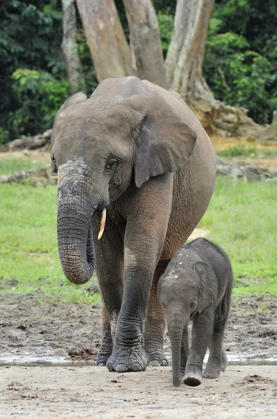 The elephant calf is fed with milk of an elephant cow The African Forest Elephant, Loxodonta africana cyclotis. At the Dzanga saline — Zdjęcie stockowe