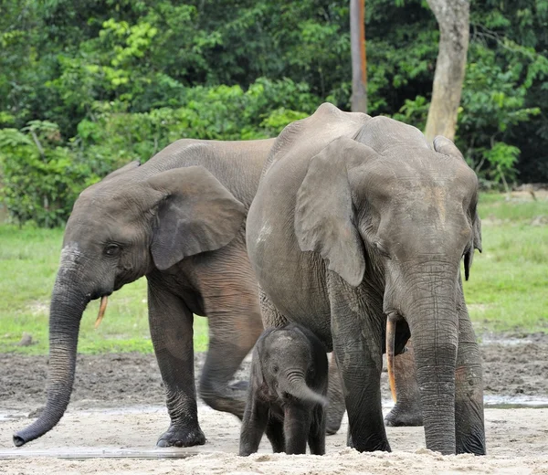 Słonia afrykańskiego leśnego, Loxodonta africana cyclotis, Kotliny Kongo. W Dzanga soli (na leśnej polanie) Republiki Środkowej Afryki, Sangha-Mbaere, Dzanga Sangha — Zdjęcie stockowe