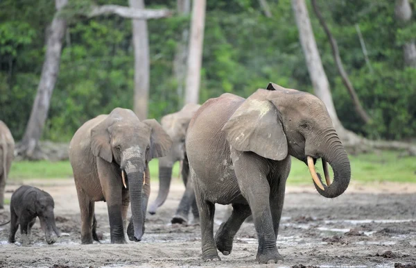 Afrikanska skogen elefant, Loxodonta africana cyclotis, av Kongobäckenet. På Dzanga saltlösning (en skogsglänta) Centralafrikanska republiken, Sangha-Mbaere, Dzanga Sangha — Stockfoto