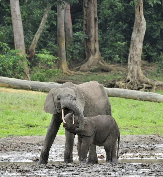 El ternero elefante se alimenta con leche de una vaca elefante El elefante de la Selva Africana, Loxodonta africana cyclotis. En la salina Dzanga —  Fotos de Stock