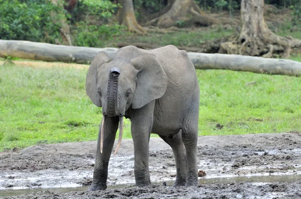 Afrikai erdei elefánt, africana hullámuk a Kongó-medence. A Dzanga sós (egy erdei tisztáson) Közép-afrikai Köztársaság, Szangha-Mbaere, Dzanga Szangha — Stock Fotó