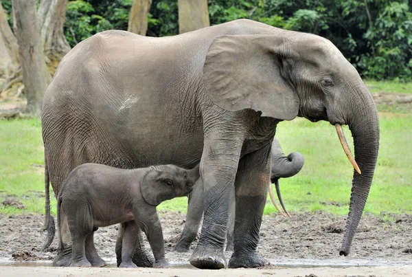 El ternero elefante se alimenta con leche de una vaca elefante El elefante de la Selva Africana, Loxodonta africana cyclotis. En la salina Dzanga (un claro forestal) República Centroafricana, Dzanga Sangha — Foto de Stock