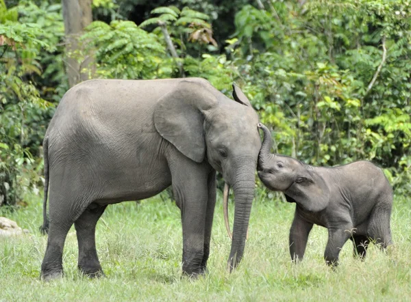 TThe elephant calf is fed with milk of an elephant cow The African Forest Elephant, Loxodonta africana cyclotis. At the Dzanga saline — Stock Fotó