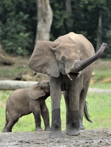 Das Elefantenkalb wird mit Milch einer Elefantenkuh gefüttert, dem afrikanischen Waldelefanten, loxodonta africana cyclotis. an der Dzanga-Saline (einer Waldlichtung) zentralafrikanische Republik, Dzanga Sangha — Stockfoto