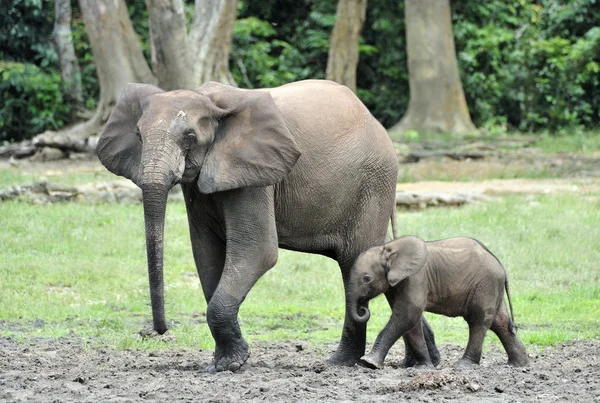 O bezerro elefante e a vaca elefante O elefante da Floresta Africana, Loxodonta africana cyclotis. Na solução salina de Dzanga (uma clareira florestal ) — Fotografia de Stock