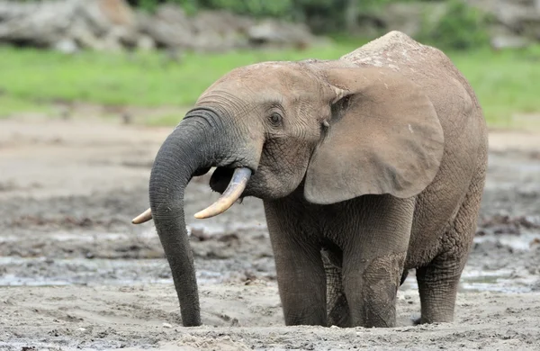 Afrikaanse bos olifant, Loxodonta africana cyclotis, van Congo Basin. Op de Dzanga saline (een bos een clearing) Centraal-Afrikaanse Republiek, Sangha-Mbaere, Dzanga Sangha — Stockfoto