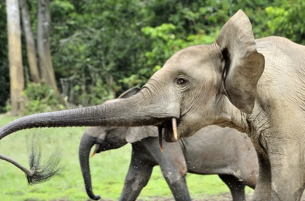Elefante da Floresta Africana, ciclote de Loxodonta Africana, da Bacia do Congo. Na salina de Dzanga (uma clareira florestal) República Centro-Africana, Sangha-Mbaere, Dzanga Sangha — Fotografia de Stock