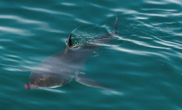 Grote witte haai (Carcharodon carcharias) en roze kwallen aan de Oceaan. — Stockfoto