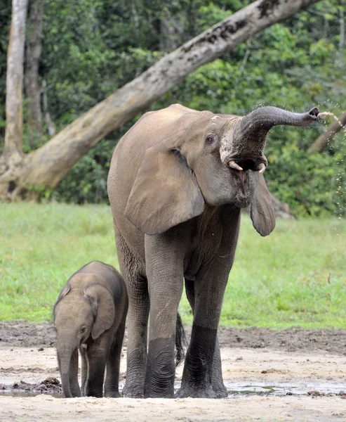 Das Elefantenkalb und die Elefantenkuh der afrikanische Waldelefant, loxodonta africana cyclotis. an der Dzanga-Saline (einer Waldlichtung)) — Stockfoto