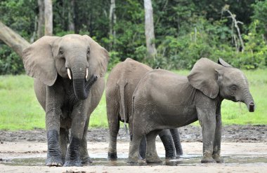  Afrika orman fili, Kongo Havzası Loxodonta africana cyclotis. Dzanga serum fizyolojik (orman Temizleme) Orta Afrika Cumhuriyeti, Sangha-Mbaere, Dzanga Sangha