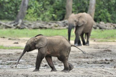 Fil buzağı ve fil Afrika orman fili Loxodonta africana cyclotis inek. Dzanga serum fizyolojik (orman Temizleme) Orta Afrika Cumhuriyeti, Dzanga Sangha