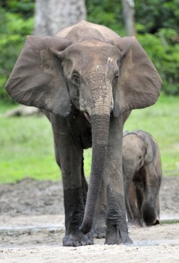 Fil buzağı ve fil Afrika orman fili Loxodonta africana cyclotis inek. Dzanga serum fizyolojik (orman Temizleme) Orta Afrika Cumhuriyeti, Dzanga Sangha