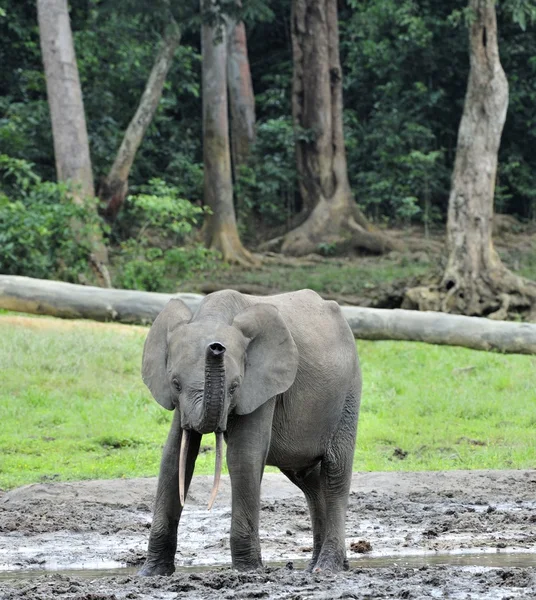 Afrikanischer Waldelefant, loxodonta africana cyclotis, aus dem Kongobecken. an der Dzanga-Saline (einer Waldlichtung) zentralafrikanische Republik, Sangha-mbaere, Dzanga Sangha — Stockfoto