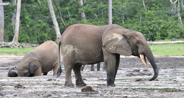 Afrikanischer Waldelefant, loxodonta africana cyclotis, aus dem Kongobecken. an der Dzanga-Saline (einer Waldlichtung) zentralafrikanische Republik, Sangha-mbaere, Dzanga Sangha — Stockfoto