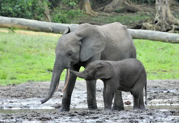 Il vitello elefante e la mucca elefante L'elefante della foresta africana, Loxodonta africana cyclotis. Alla salina di Dzanga (una radura di foresta ) — Foto Stock