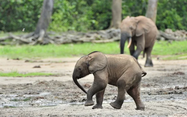 Il vitello elefante L'elefante della foresta africana, Loxodonta africana cyclotis. Alla salina di Dzanga (una radura di foresta) Repubblica Centrafricana, Dzanga Sangha — Foto Stock