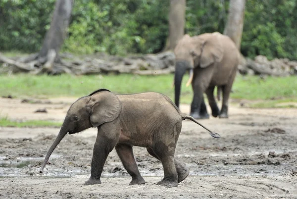 De olifant kalf en olifant koe de Afrikaanse bos olifant, Loxodonta africana cyclotis. Op de Dzanga saline (een bos een clearing) Centraal-Afrikaanse Republiek, Dzanga Sangha — Stockfoto