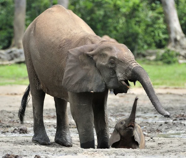 Słoń łydka i słoń krowa The African Elephant lasu, Loxodonta africana cyclotis. W Dzanga soli (na leśnej polanie) Republiki Środkowej Afryki, Dzanga Sangha — Zdjęcie stockowe