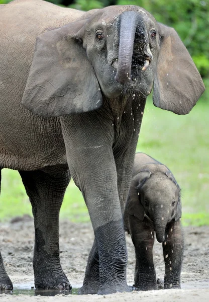 El elefante ternero y la vaca elefante El elefante del bosque africano, Loxodonta africana cyclotis. En la salina Dzanga (un claro forestal) República Centroafricana, Dzanga Sangha — Foto de Stock