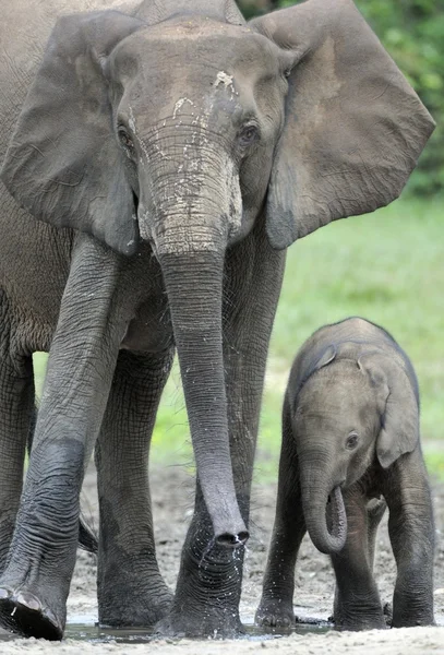 O bezerro elefante e a vaca elefante O elefante da Floresta Africana, Loxodonta africana cyclotis. Na salina de Dzanga (uma clareira florestal) República Centro-Africana, Dzanga Sangha — Fotografia de Stock