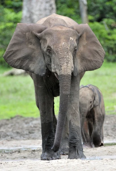 Słoń łydka i słoń krowa The African Elephant lasu, Loxodonta africana cyclotis. W Dzanga soli (na leśnej polanie) Republiki Środkowej Afryki, Dzanga Sangha — Zdjęcie stockowe