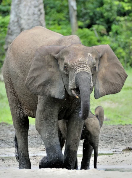 Slon a slůně kráva The africký slon pralesní, Loxodonta africana cyclotis. V Dzanga fyziologického roztoku (lesní mýtiny) Středoafrické republiky, Dzanga Sangha — Stock fotografie